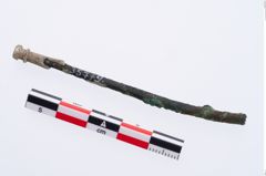 Foto von Beinnadelspitzenschoner (NHMW-PRAE-035779)